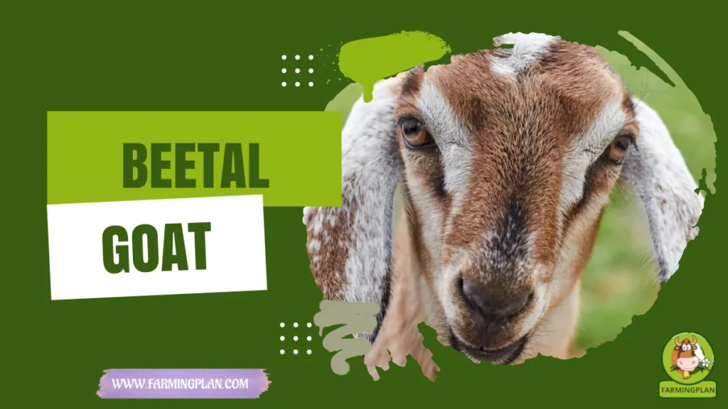beetal goat