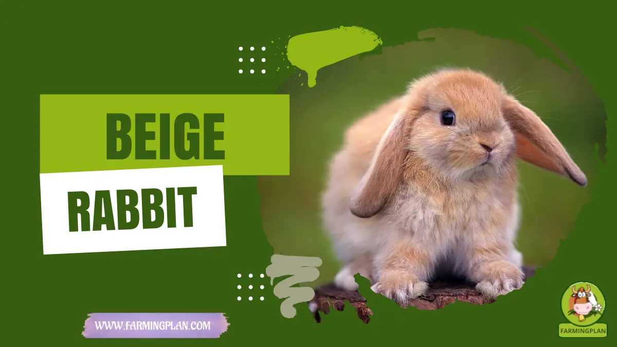 beige rabbit