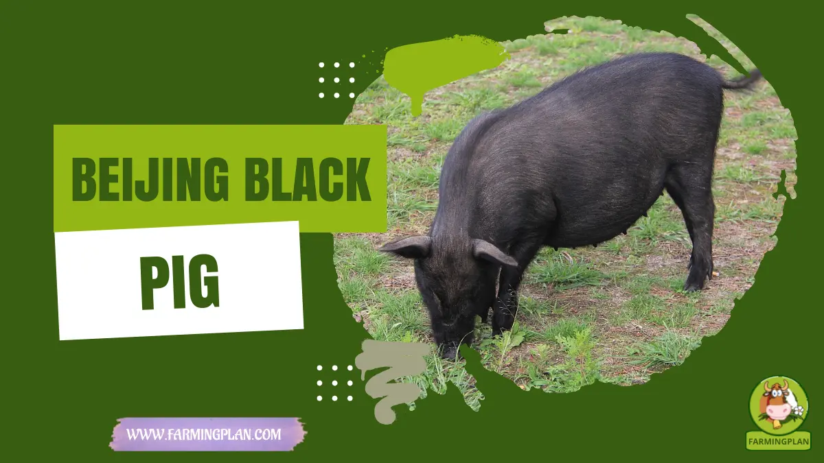 beijing black pig