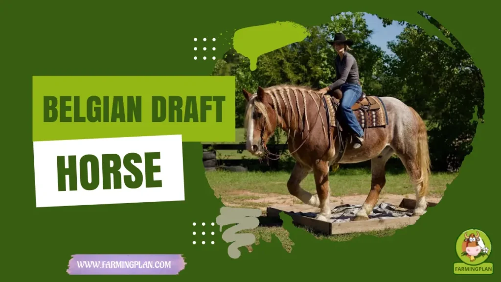 Belgian Draft Horse