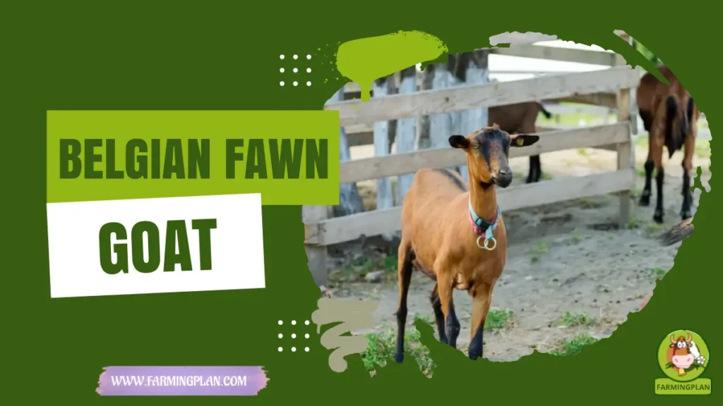 Belgian Fawn Goat