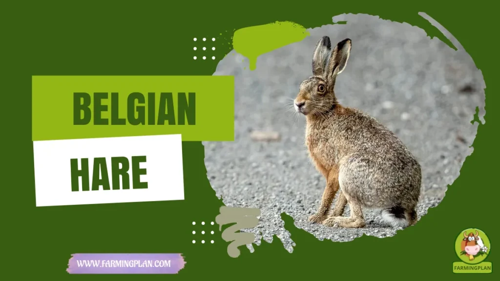 belgian hare