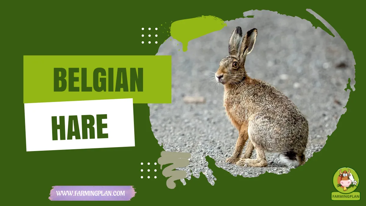 belgian hare