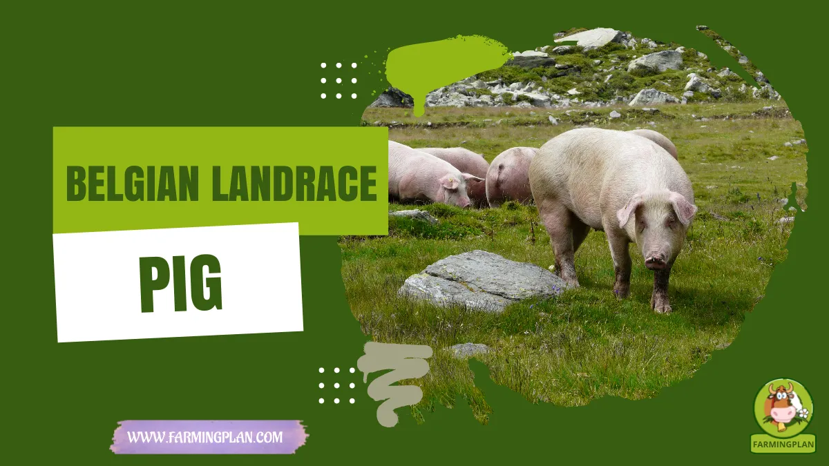 belgian landrace pig