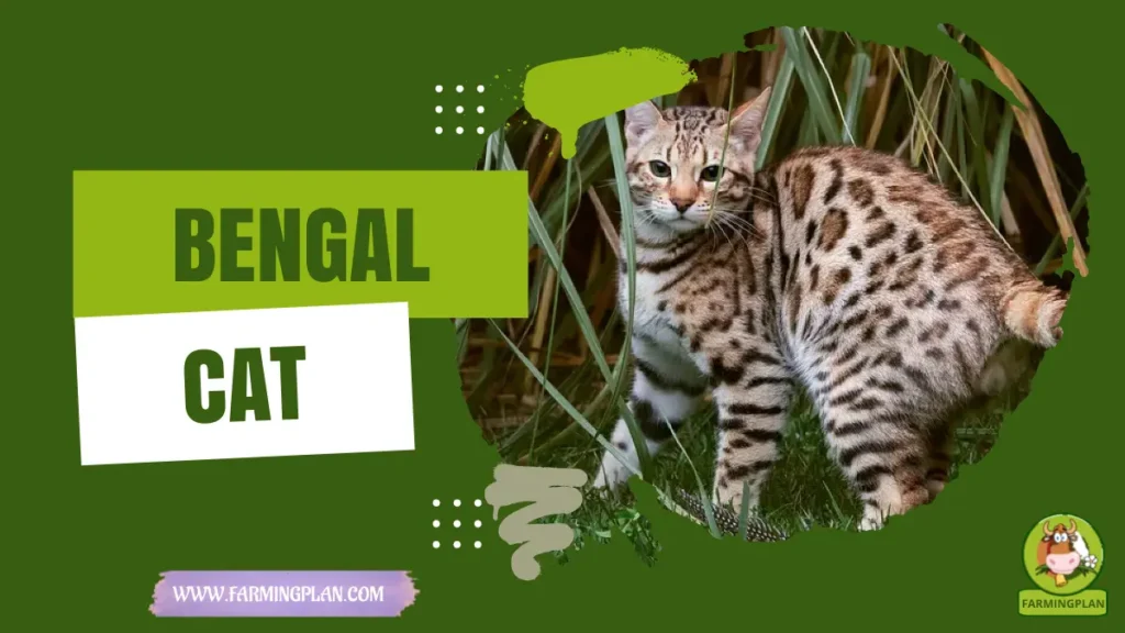Bengal Cats