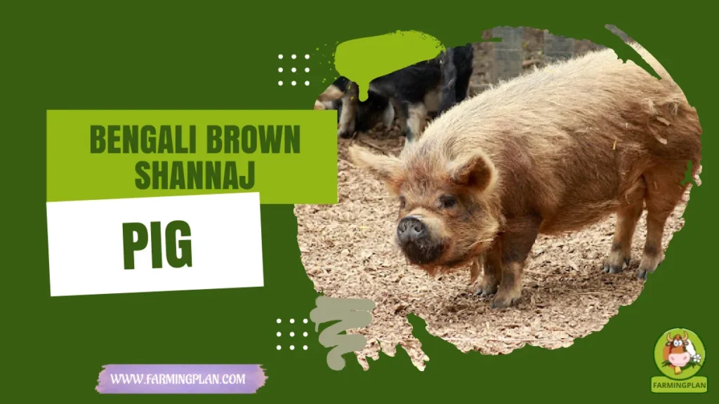 bengali brown shannaj pig