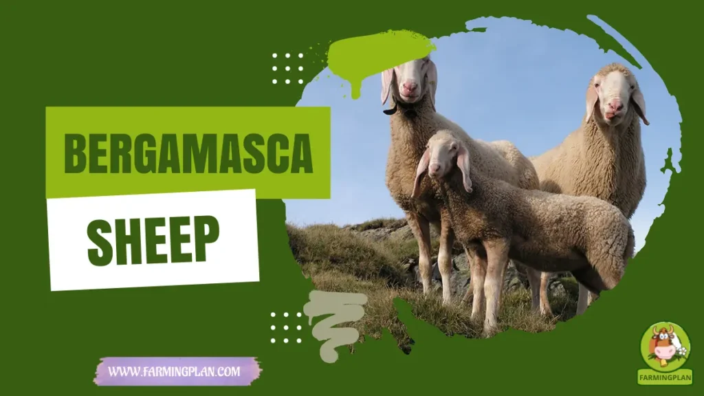 Bergamasca Sheep