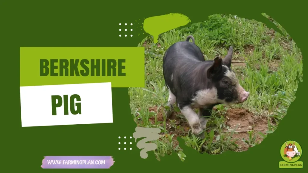 berkshire pig