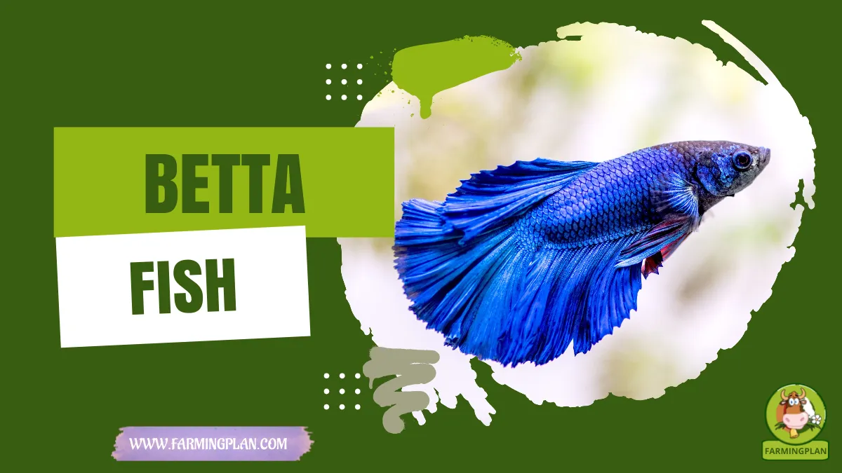 Betta Fish