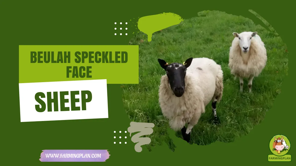 Beulah Speckled Face Sheep