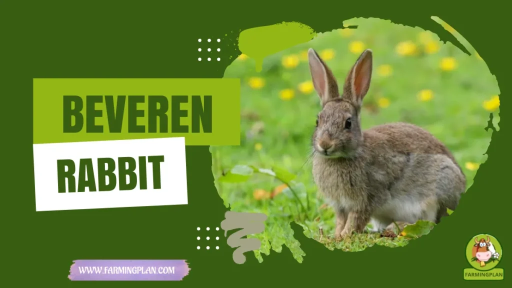 beveren rabbit