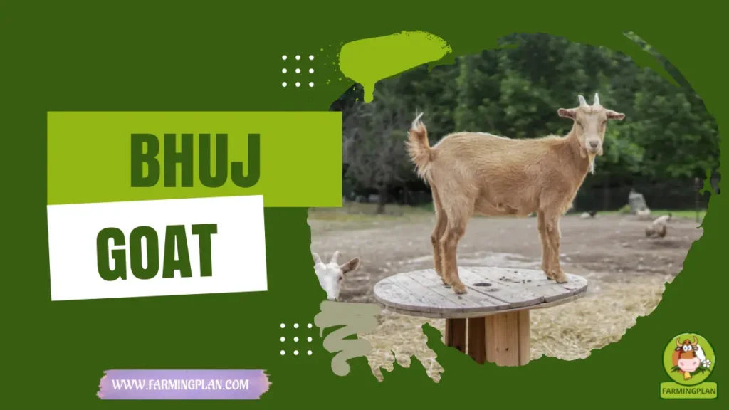 bhuj goat