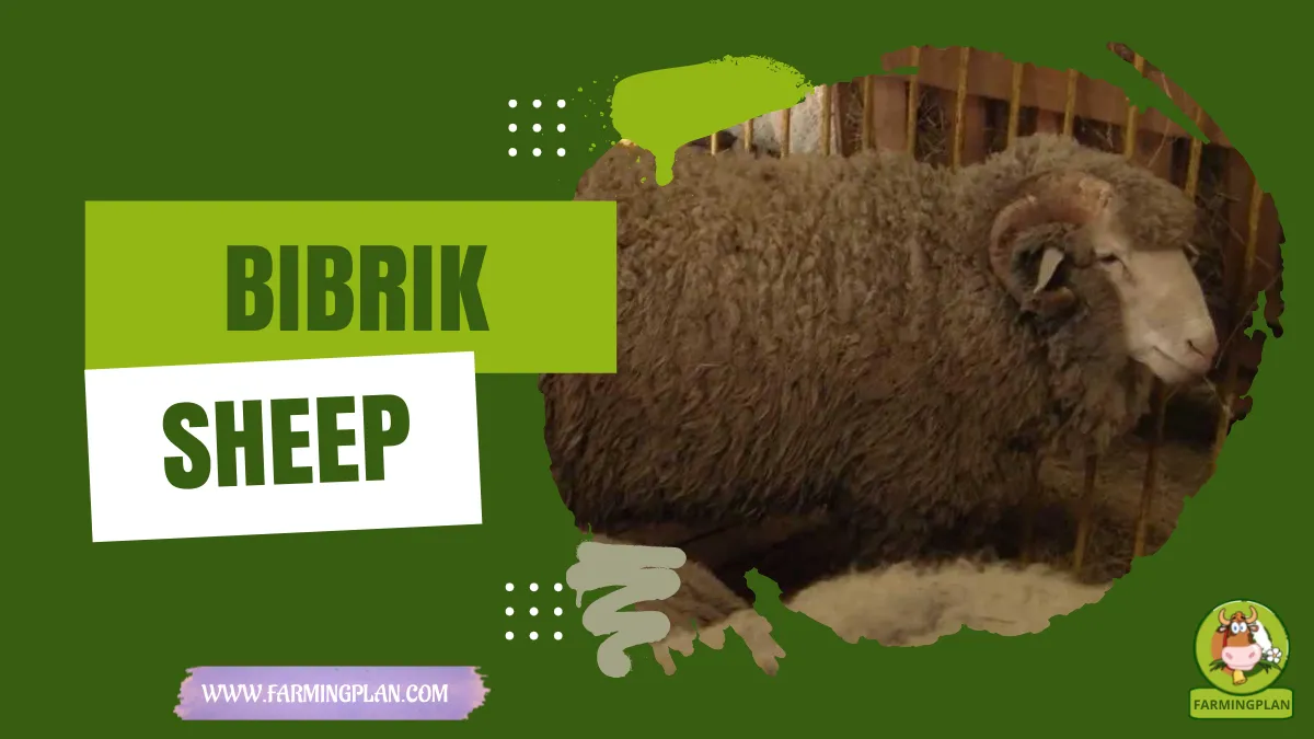 bibrik sheep