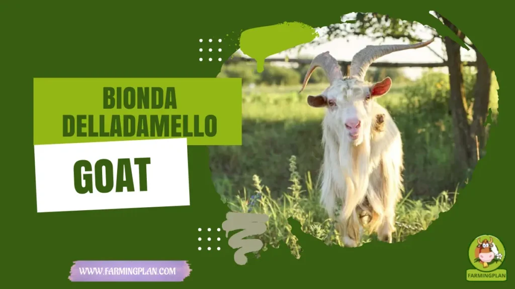dell'Adamello Goat