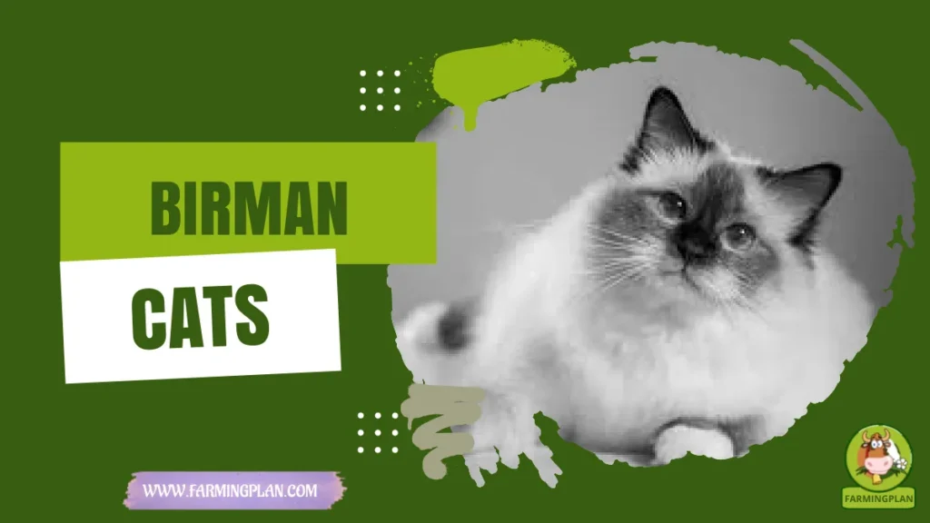 birman cats