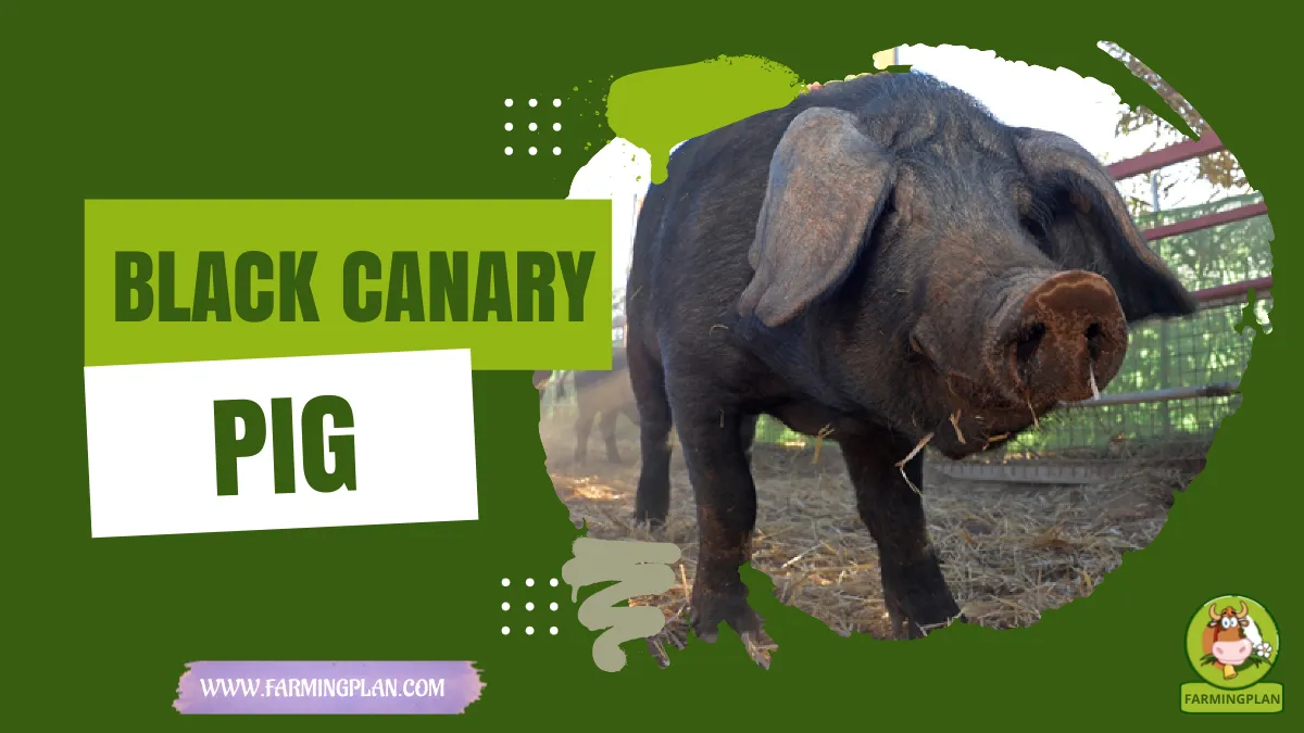 black canary pig