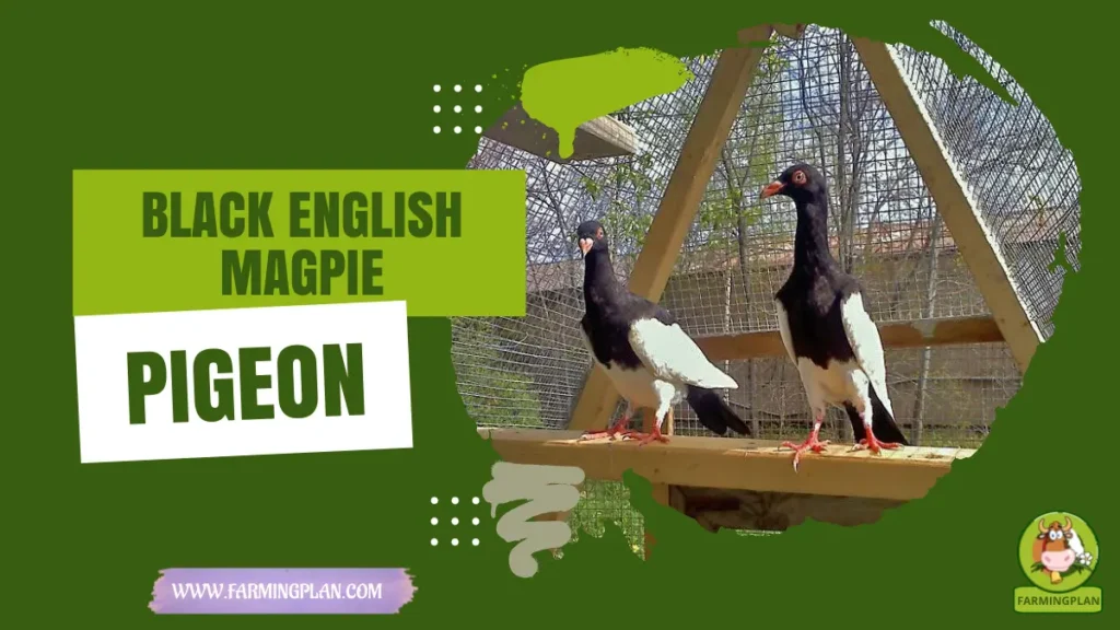 black english magpie pigeon
