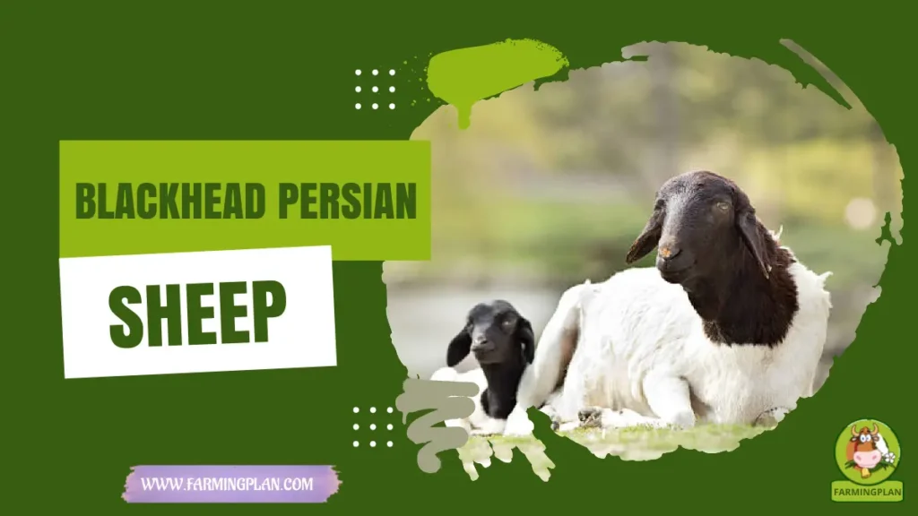 blackhead persian sheep