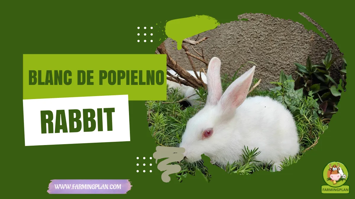 blanc de popielno rabbit