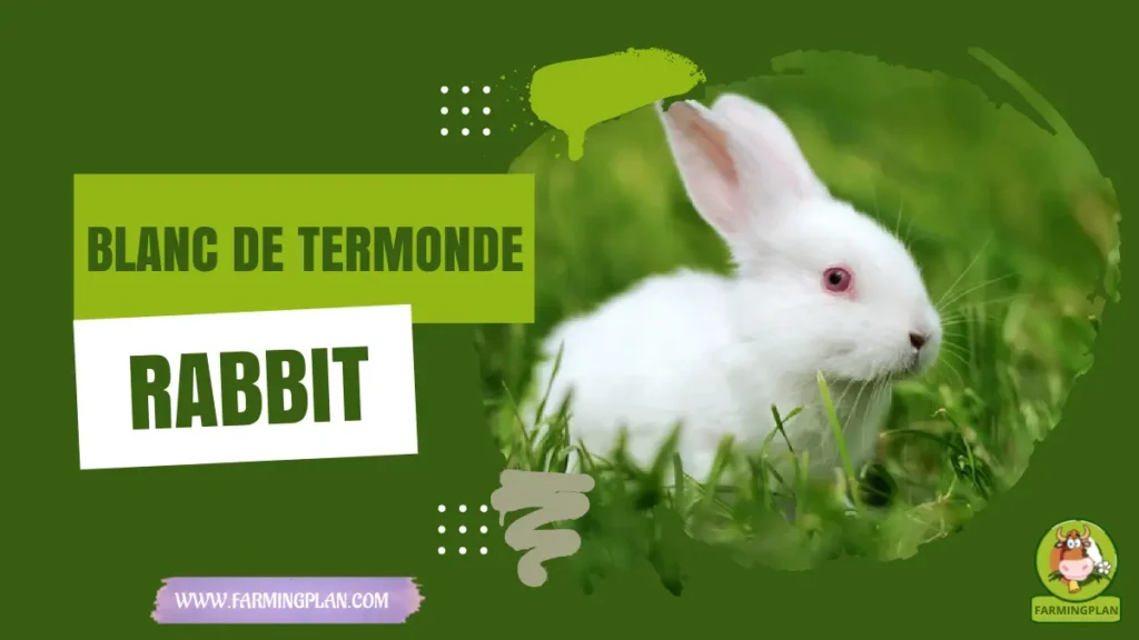 blanc de termonde rabbit