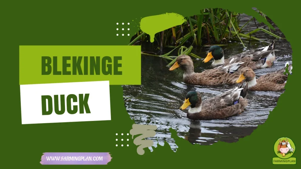 blekinge duck