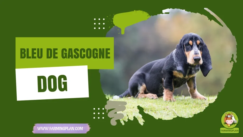 bleu de gascogne dog