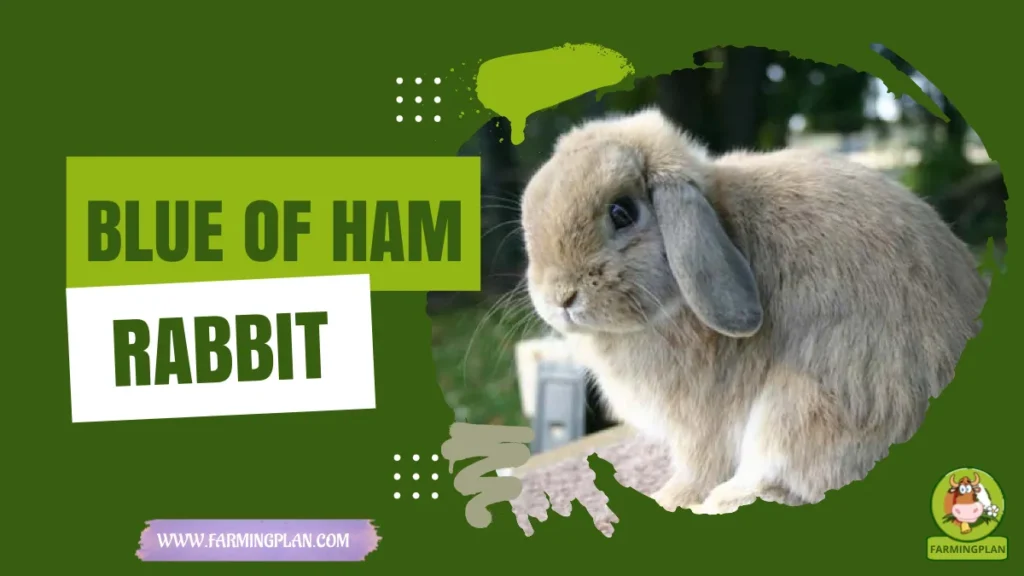 blue of ham rabbit