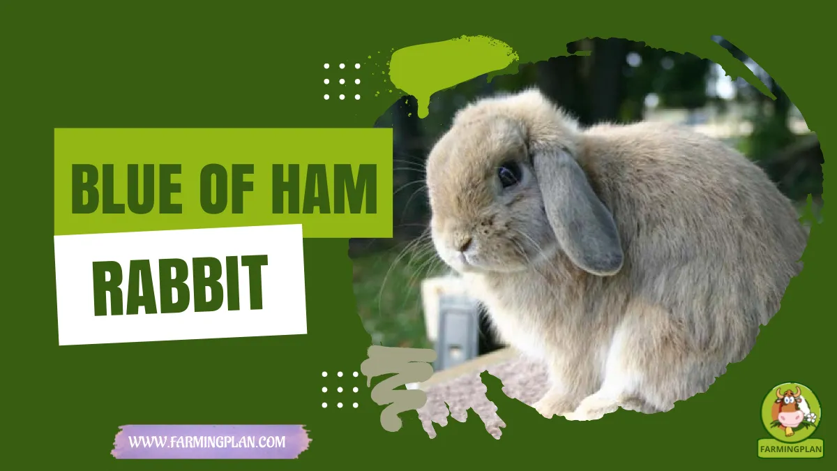 blue of ham rabbit
