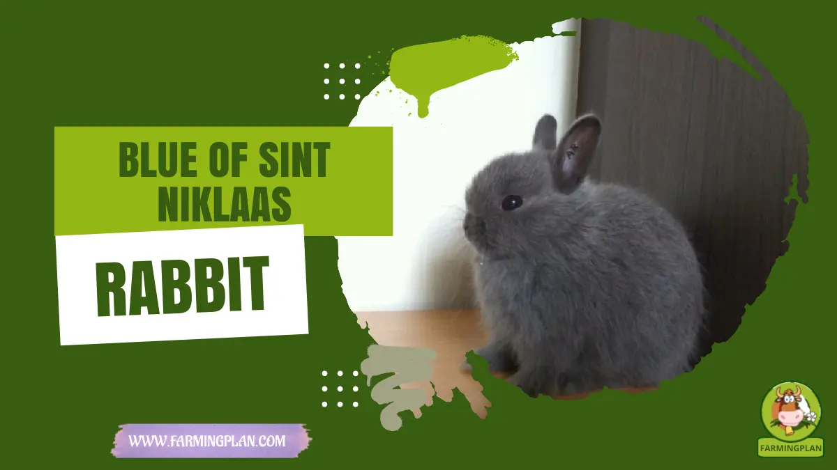 blue of sint niklaas rabbit