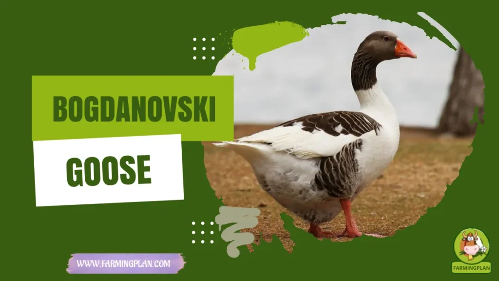 bogdanovski goose