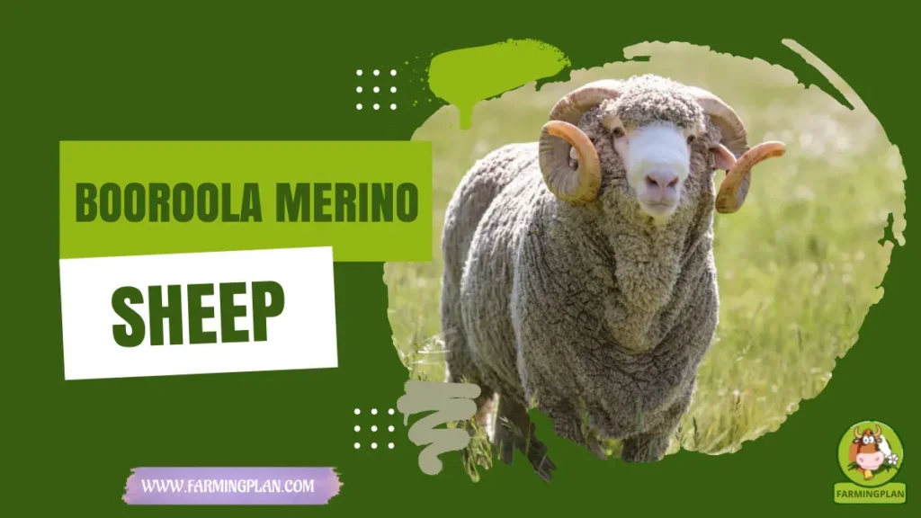 Booroola Merino Sheep