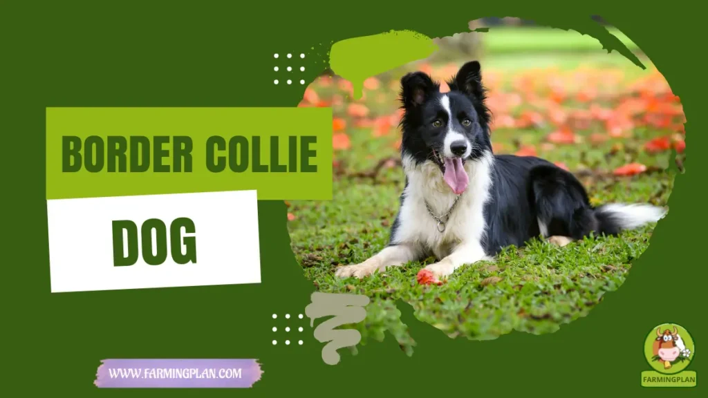 Border Collie