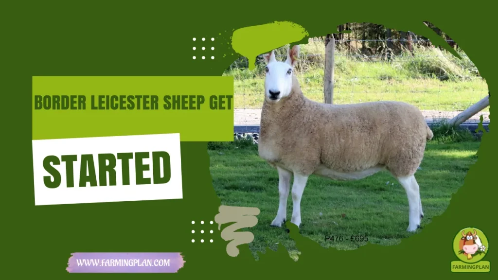 border leicester sheep get started
