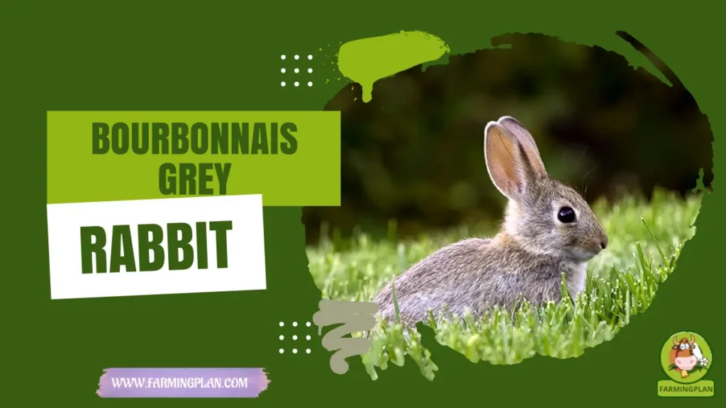 bourbonnais grey rabbit