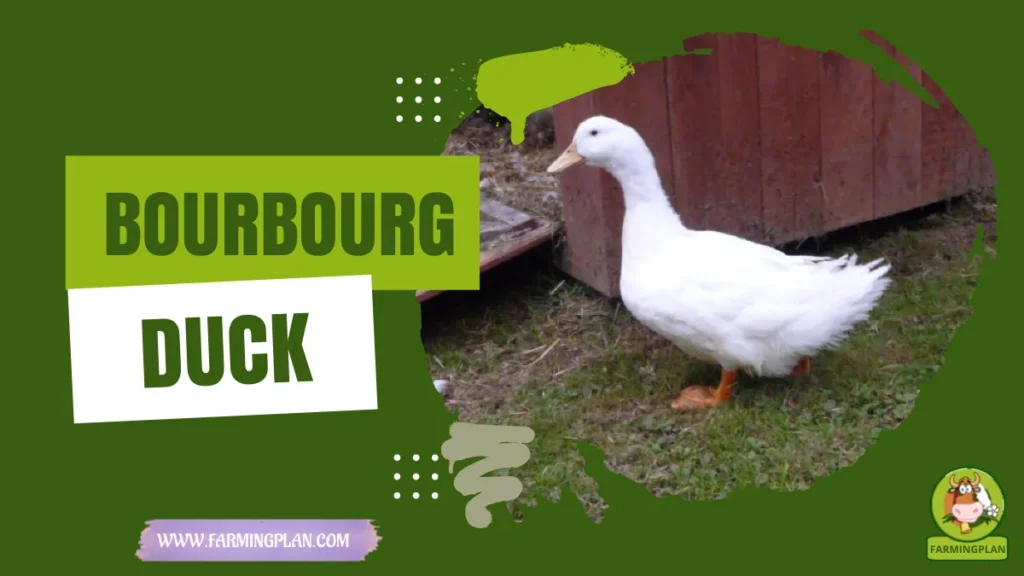 bourbourg duck