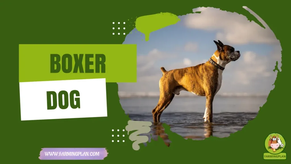 Boxer Dog