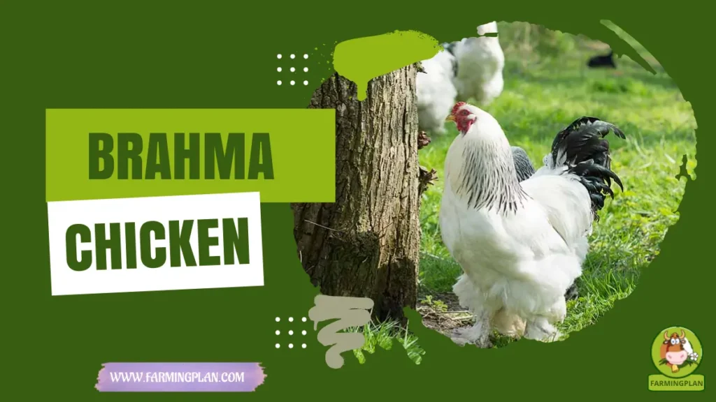 brahma chicken