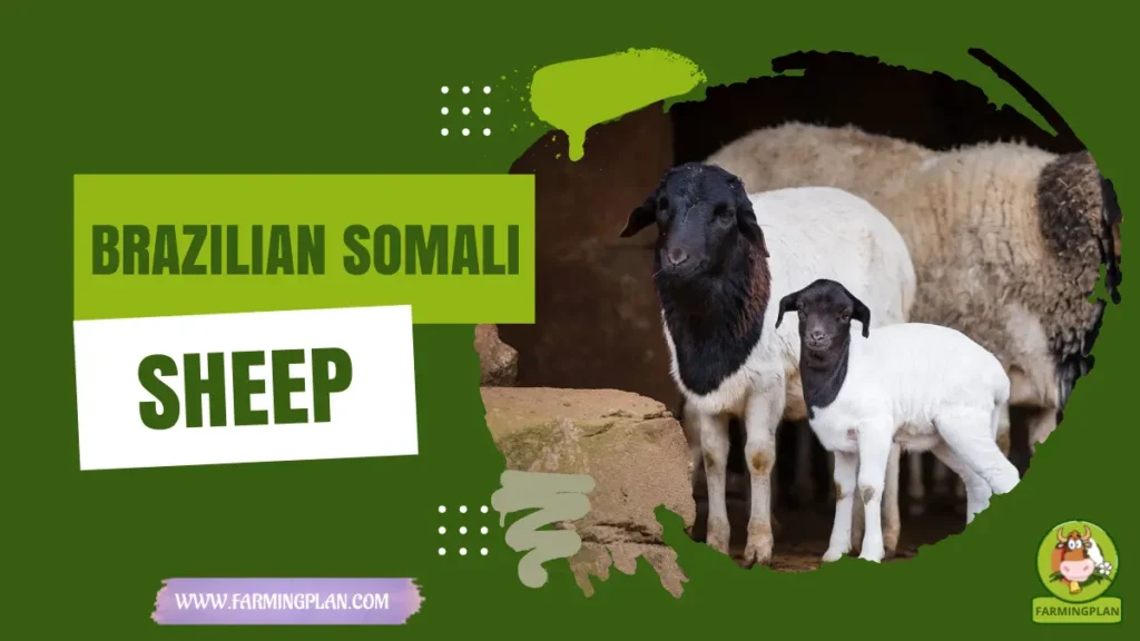 Brazilian Somali Sheep