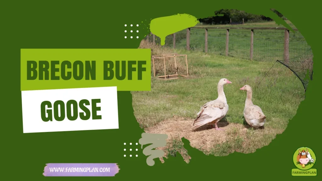 Brecon Buff Goose