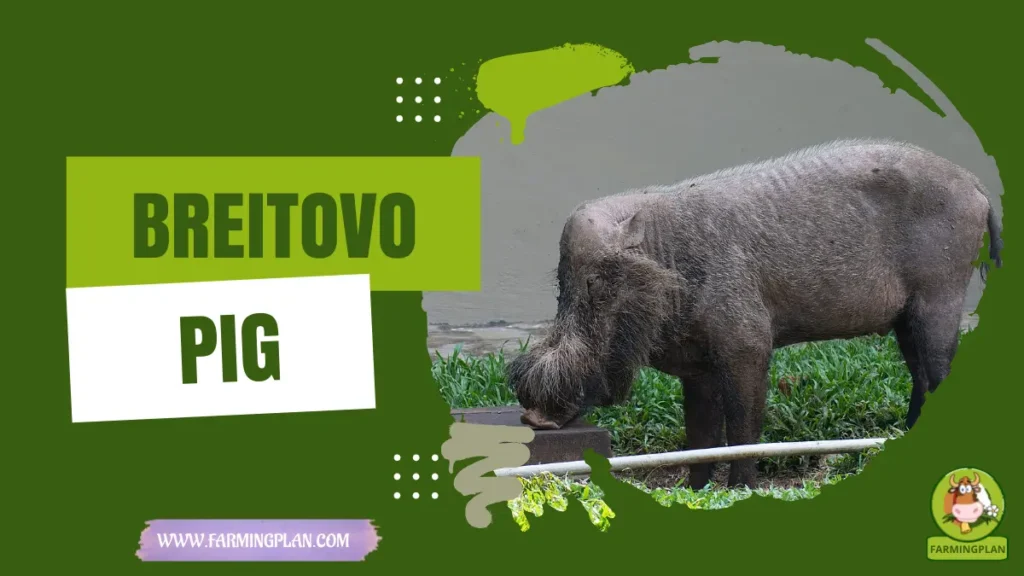 Breitovo Pig
