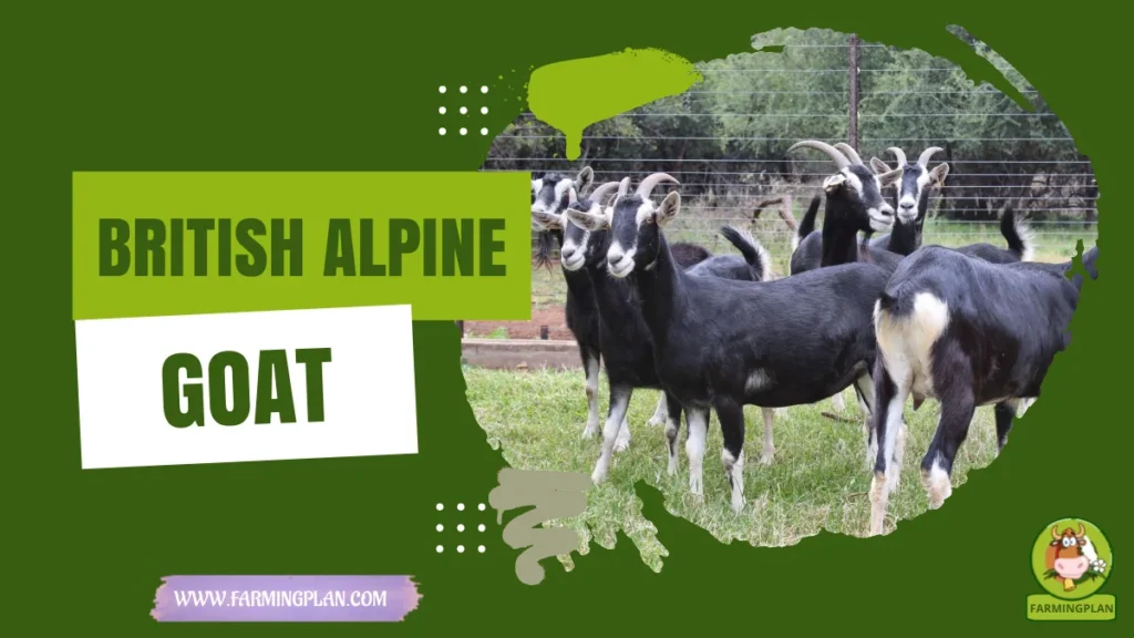 british alpine goat