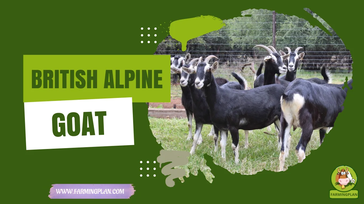 british alpine goat