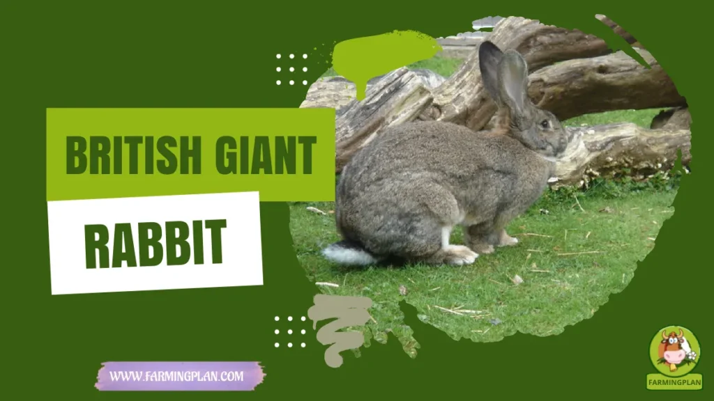 british giant rabbit