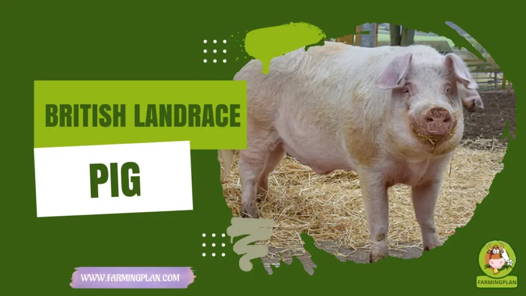 British Landrace Pig