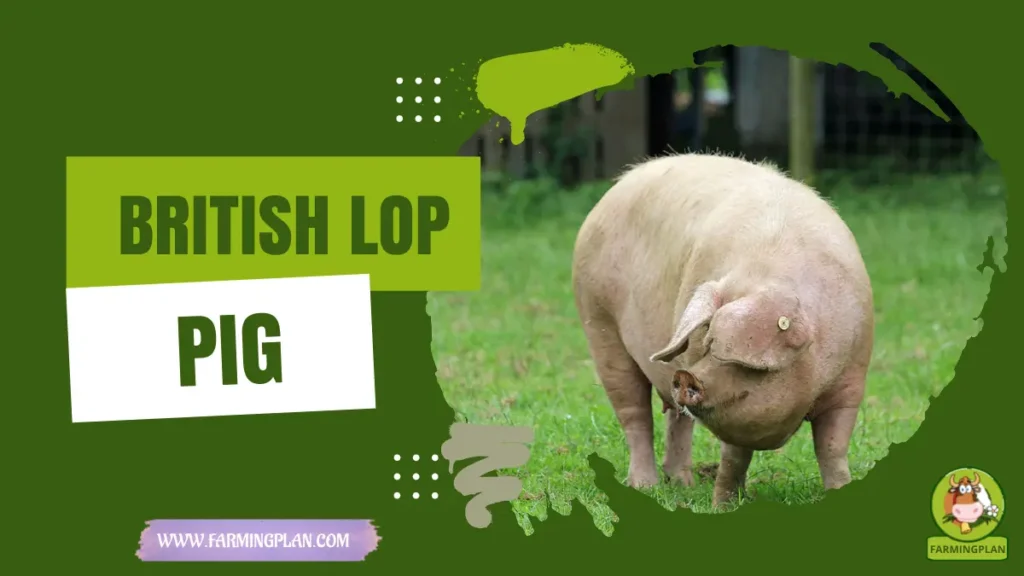 British Lop Pig