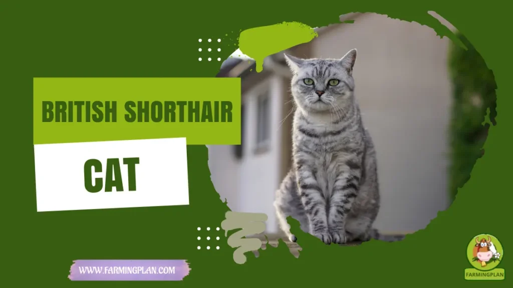 British Shorthair cat