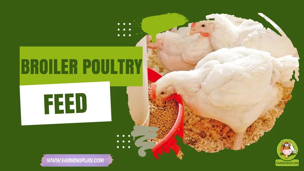 broiler poultry feed