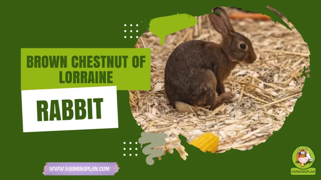 brown chestnut of lorraine rabbit