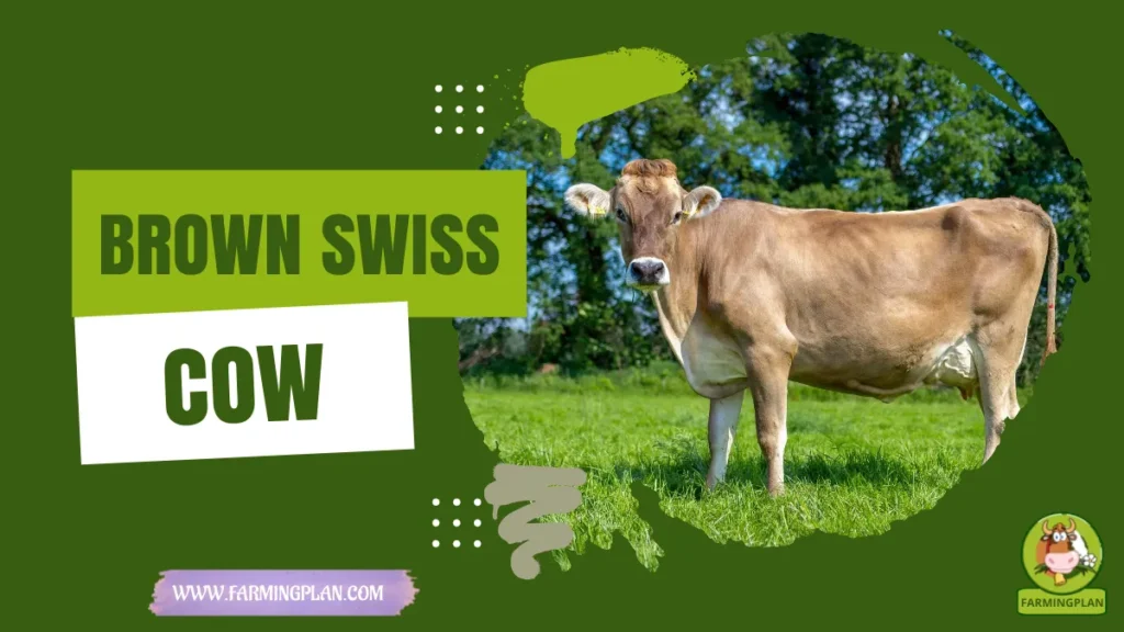 brown swiss cow
