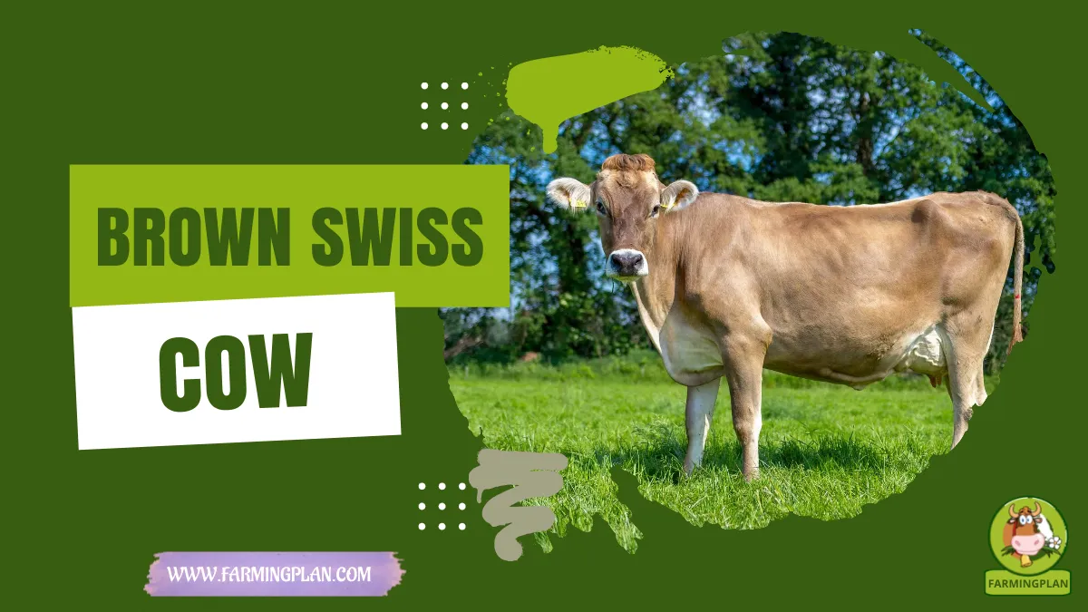 brown swiss cow